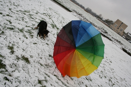 The dog and the umbrella