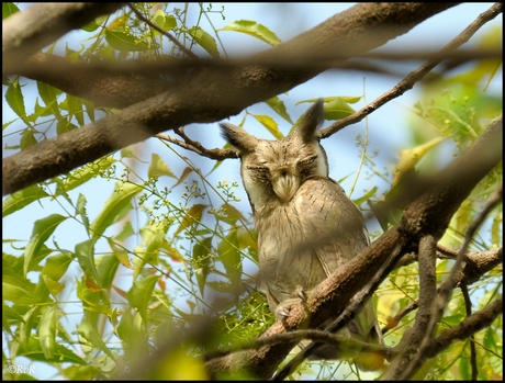 Sleeping owl