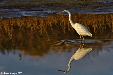 Grote Zilverreiger in de Banken