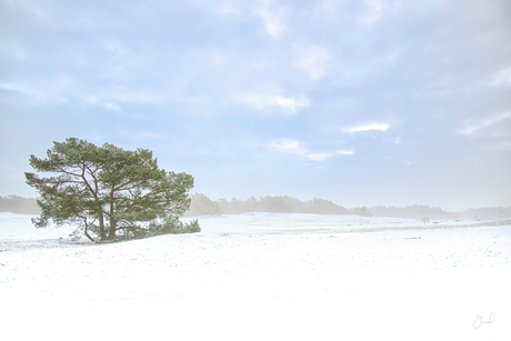 Sneeuw op de zandverstuiving