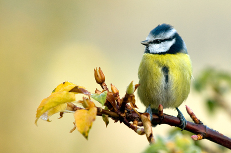 Pimpelmeesje in de ochtendzon