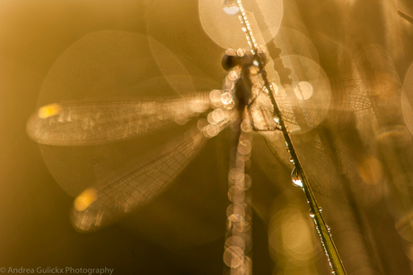 Damselfly Artistry