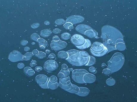 Lucht bellen in het ijs