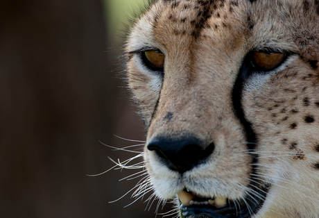 Cheetah op jacht = Samburu NP ( Kenia )