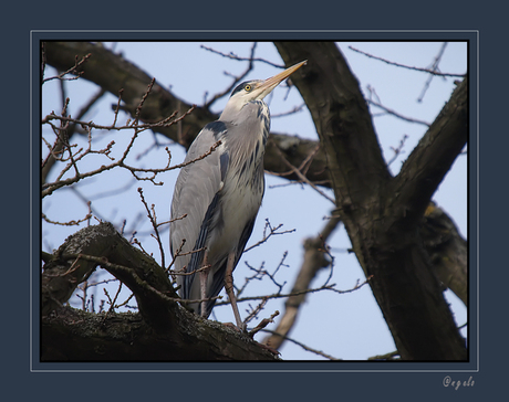 reiger