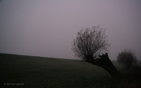 Midden in de mist