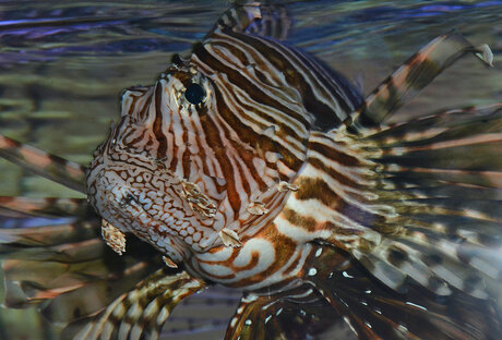 Pterois Volitans (Gewone Koraalduivel)