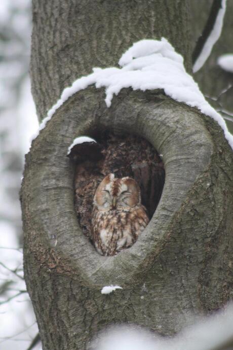 bosuil onder sneeuwdakje