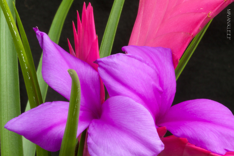 Bromelia macro