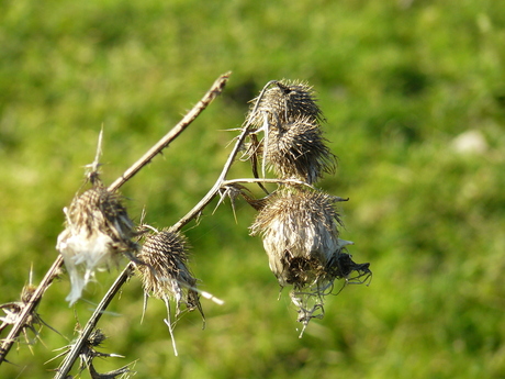 Herfst