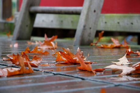 herfstbladeren