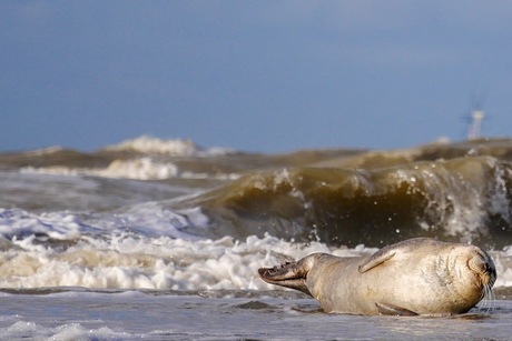 Wijk aan Zee(hond)