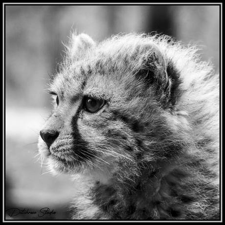 Cheeta cub Zola