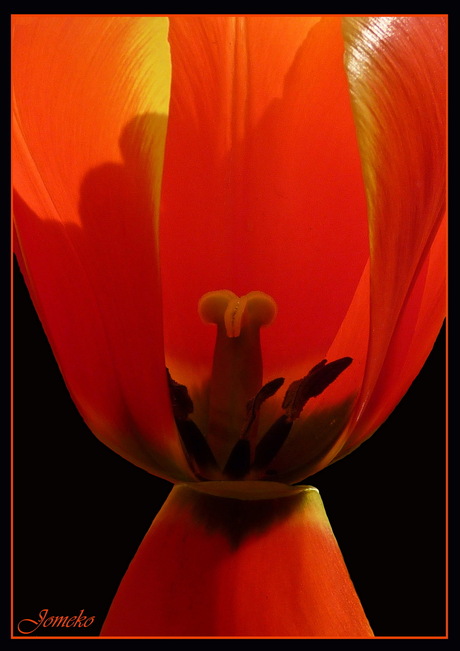 Red Tulip