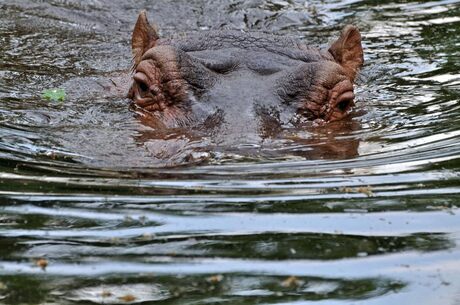 Emmen Dierentuin