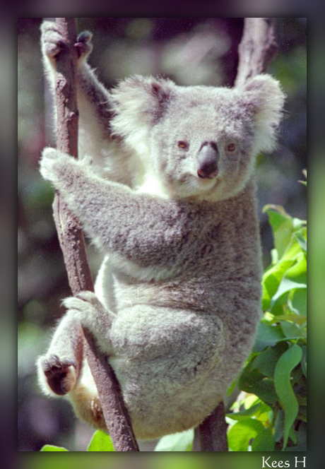 Koala