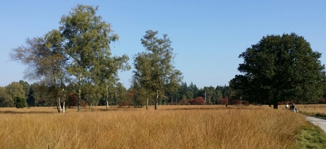 hoge veluwe