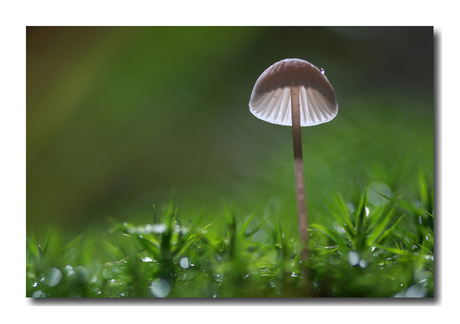 Mycena spec