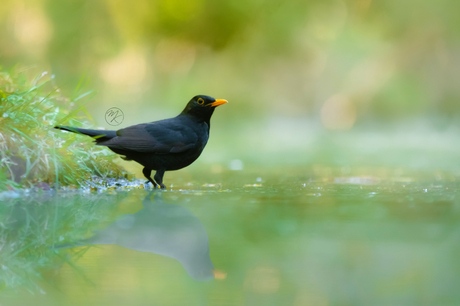 Misty blackbird