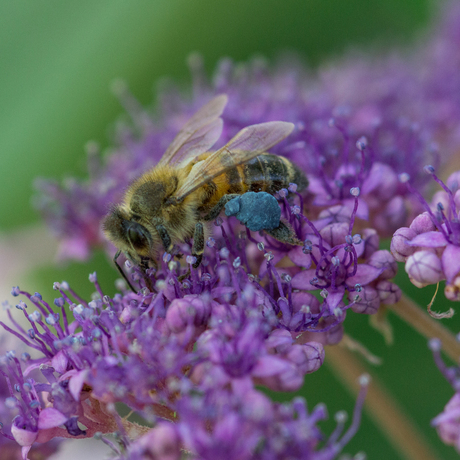 Bij met blauw stuifmeelkorfje