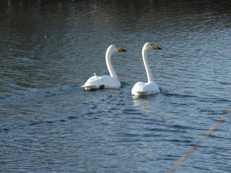 2 Wilden Zwaanen