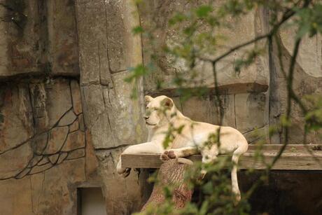 Ouwehands Dierenpark