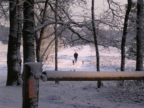 Hoorneboegse Heide