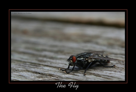 the fly