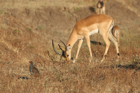 impala met francolijn