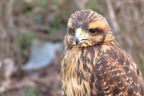 Woestijn Buizerd