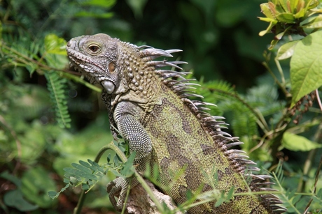 Prachtige afstammeling van de dino's