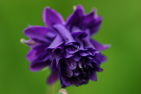 Aquilegia Vulgaris