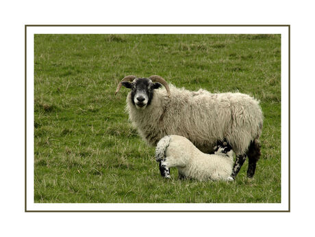 Schotland 7 Schotse schapen