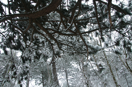 sneeuw op dennenbomen