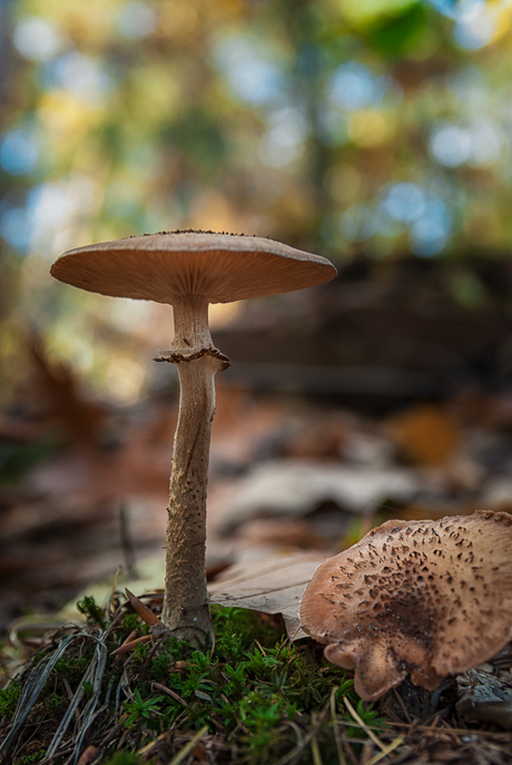 Herfst 2013 (8 Wiljan Visser.jpg