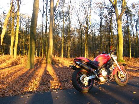 monster in het bos