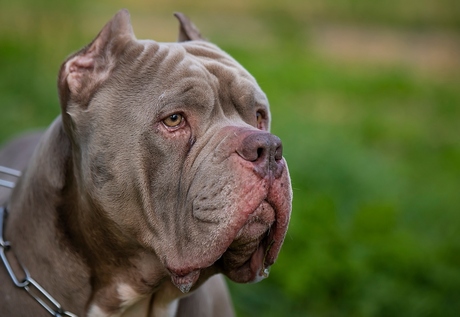 American Bully