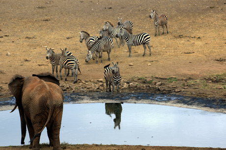 Tsavo West, Kenia