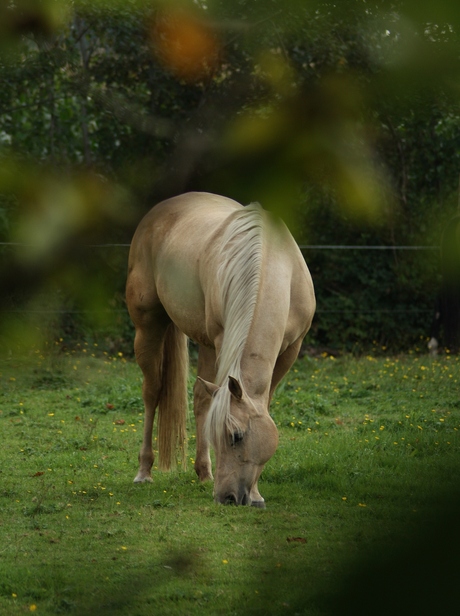 Quarter horse