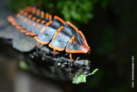 Trilobite Beetle Borneo
