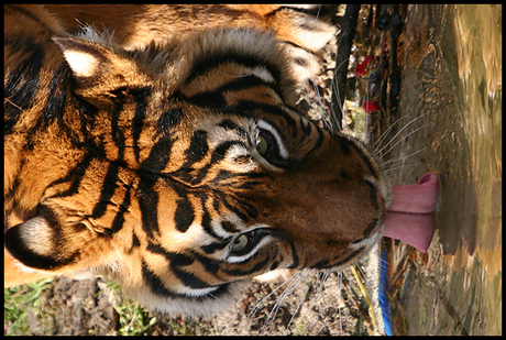 Sumatraanse tijger