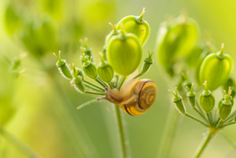 Zomers groen