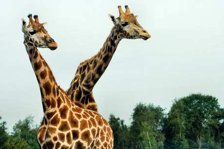 2 koppige giraf