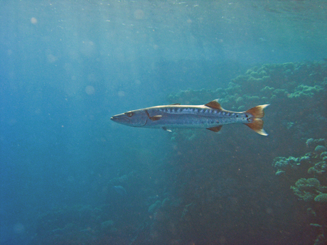 Barracuda