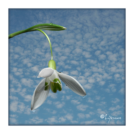 Sky Snowdrop2