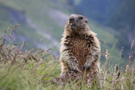 Bergmarmot