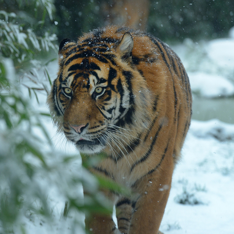 tijger in de sneeuw