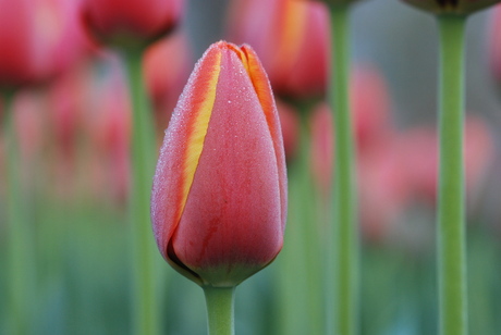 Tulp