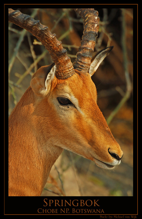 Springbok