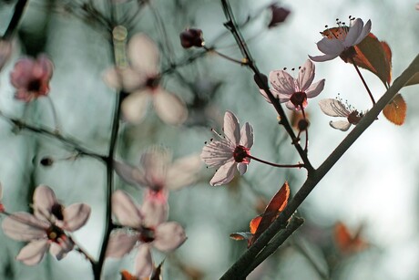 Blossoming tree